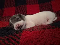 Dexter, a male Miniature Dachshund for sale in Bloomington, IN – 3 of 4
