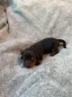 Doxie, a female Miniature Dachshund for sale in Bloomington, IN – 3 of 5