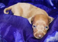 Nausica, a female Miniature Dachshund for sale in Bloomington, IN – 6 of 6