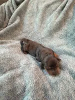 Lovey, a female Miniature Dachshund for sale in Bloomington, IN – 4 of 7