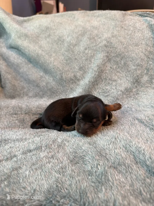 Doxie – Miniature Dachshund puppy for sale in Bloomington, IN