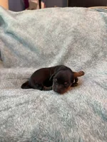 Doxie, a female Miniature Dachshund for sale in Bloomington, IN – 1 of 5