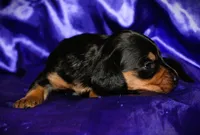 Calypso, a female Miniature Dachshund for sale in Bloomington, IN – 4 of 8