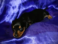 Calypso, a female Miniature Dachshund for sale in Bloomington, IN – 3 of 8