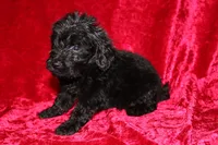 Tracker, a male Doxiepoo for sale in Bloomington, IN – Photo 6 of 9