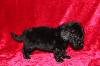 Tracker, a male Doxiepoo for sale in Bloomington, IN – Photo 1 of 9