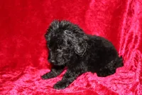 Tracker, a male Doxiepoo for sale in Bloomington, IN – Photo 3 of 9