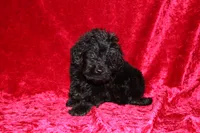 Tracker, a male Doxiepoo for sale in Bloomington, IN – Photo 9 of 9