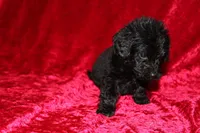 Tracker, a male Doxiepoo for sale in Bloomington, IN – Photo 2 of 9