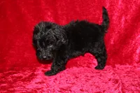 Tracker, a male Doxiepoo for sale in Bloomington, IN – Photo 4 of 9