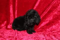 Tracker, a male Doxiepoo for sale in Bloomington, IN – Photo 5 of 9