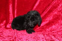 Tracker, a male Doxiepoo for sale in Bloomington, IN – Photo 7 of 9