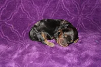 Lilly Mini , a female Miniature Dachshund for sale in Bloomington, IN – Photo 8 of 10