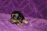 Lilly Mini , a female Miniature Dachshund for sale in Bloomington, IN – Photo 4 of 10
