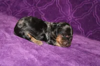 Lilly Mini , a female Miniature Dachshund for sale in Bloomington, IN – Photo 5 of 10