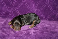 Lilly Mini , a female Miniature Dachshund for sale in Bloomington, IN – Photo 6 of 10