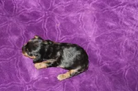 Lilly Mini , a female Miniature Dachshund for sale in Bloomington, IN – Photo 7 of 10