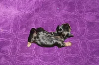 Lilly Mini , a female Miniature Dachshund for sale in Bloomington, IN – Photo 10 of 10