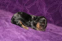 Lilly Mini , a female Miniature Dachshund for sale in Bloomington, IN – Photo 2 of 10