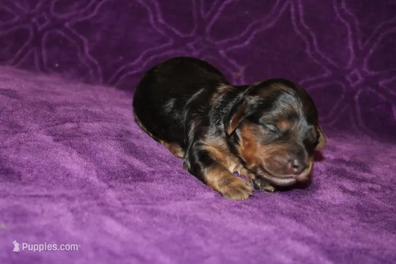Lilly Mini  – Miniature Dachshund puppy for sale in Bloomington, IN
