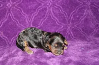 Lilly Mini , a female Miniature Dachshund for sale in Bloomington, IN – Photo 9 of 10