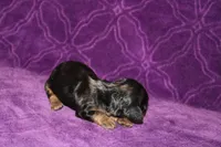 Lilly Mini , a female Miniature Dachshund for sale in Bloomington, IN – Photo 3 of 10