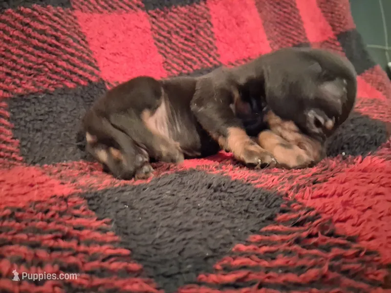 Bane – Miniature Dachshund puppy for sale in Bloomington, IN