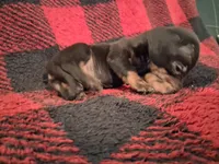 Bane, a male Miniature Dachshund for sale in Bloomington, IN – 1 of 4
