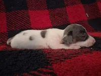 Dexter, a male Miniature Dachshund for sale in Bloomington, IN – 2 of 4