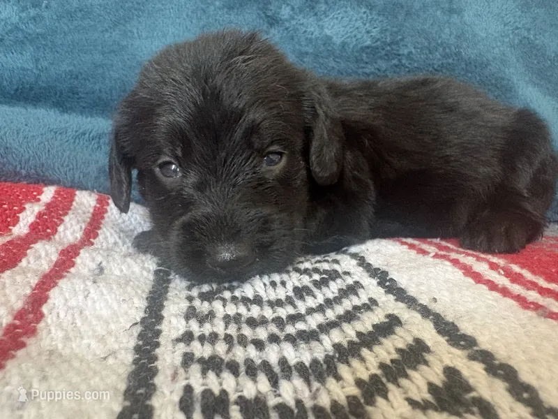 Honey – Doxiepoo puppy for sale in Bloomington, IN