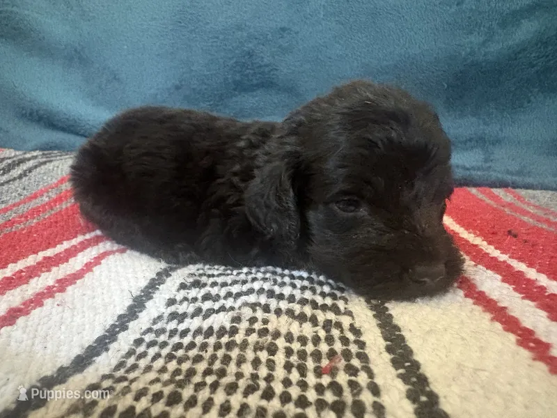 Smoky – Doxiepoo puppy for sale in Bloomington, IN