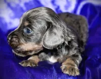 Helen, a female Miniature Dachshund for sale in Bloomington, IN – 6 of 6