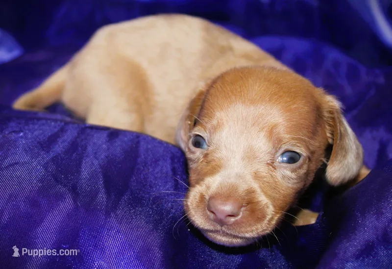 Nausica – Miniature Dachshund puppy for sale in Bloomington, IN