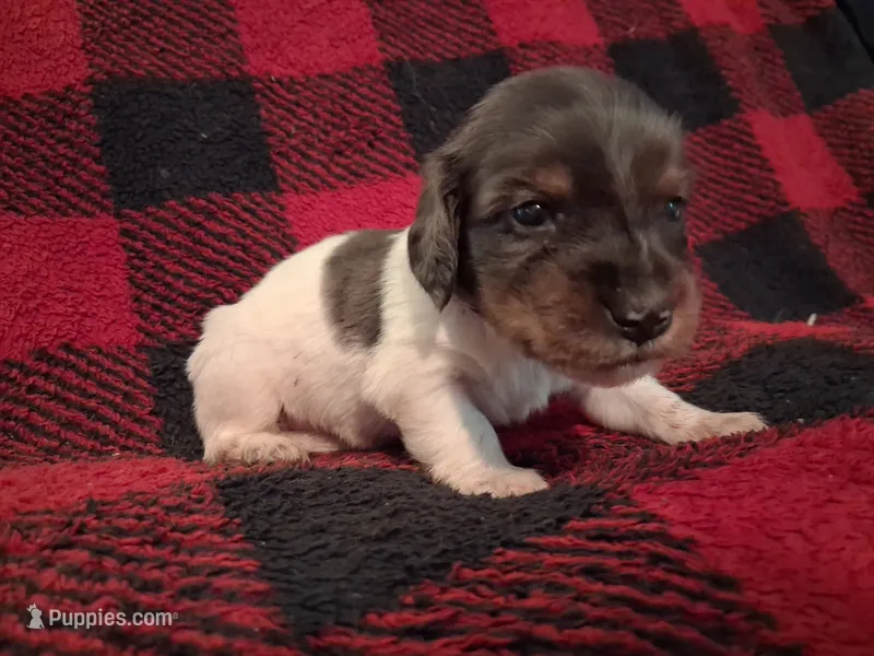Paws – Miniature Dachshund puppy for sale in Bloomington, IN