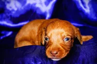 Athena, a female Miniature Dachshund for sale in Bloomington, IN – 4 of 6
