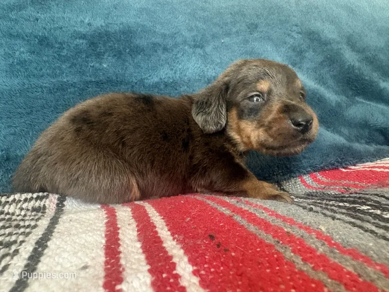Paddington – Miniature Dachshund, Poodle - Standard  puppy for sale in Bloomington, IN