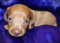 Nausica, a female Miniature Dachshund for sale in Bloomington, IN – 3 of 6