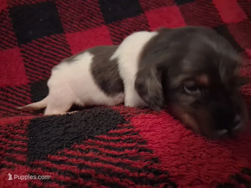 Paws – Miniature Dachshund puppy for sale in Bloomington, IN