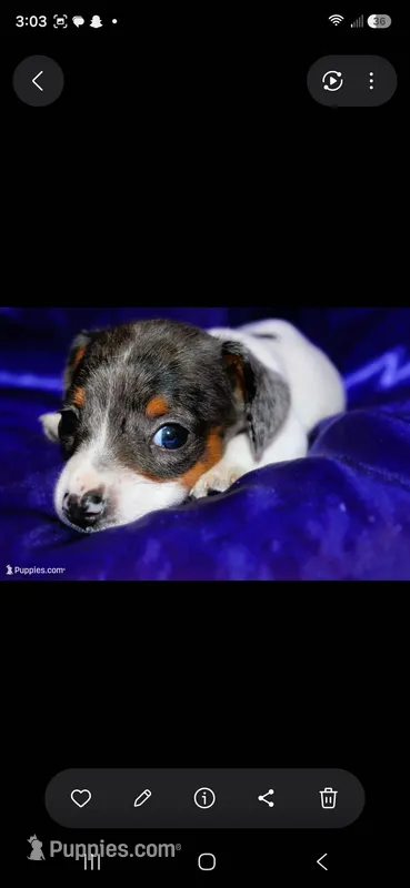 Dexter  – Miniature Dachshund puppy for sale in Bloomington, IN