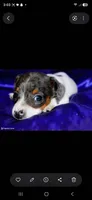 Dexter , a male Miniature Dachshund for sale in Bloomington, IN – 1 of 5