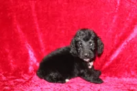 Chase, a male Doxiepoo for sale in Bloomington, IN – Photo 1 of 10