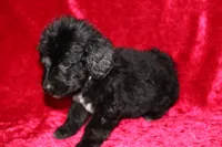 Chase, a male Doxiepoo for sale in Bloomington, IN – Photo 2 of 10