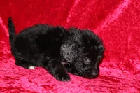 Chase, a male Doxiepoo for sale in Bloomington, IN – Photo 10 of 10