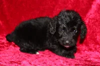 Chase, a male Doxiepoo for sale in Bloomington, IN – Photo 3 of 10