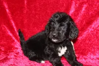 Chase, a male Doxiepoo for sale in Bloomington, IN – Photo 6 of 10