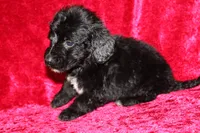 Chase, a male Doxiepoo for sale in Bloomington, IN – Photo 9 of 10