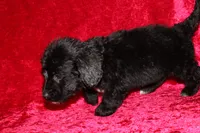 Chase, a male Doxiepoo for sale in Bloomington, IN – Photo 8 of 10