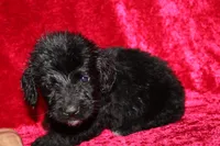 Chase, a male Doxiepoo for sale in Bloomington, IN – Photo 4 of 10
