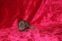 Nala Mini , a female Miniature Dachshund for sale in Bloomington, IN – Photo 2 of 8