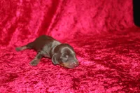 Nala Mini , a female Miniature Dachshund for sale in Bloomington, IN – Photo 5 of 8